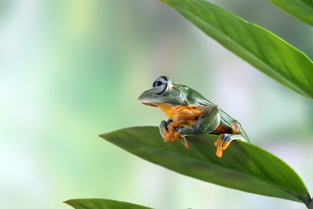 葉の上の黒い網目状のアマガエル