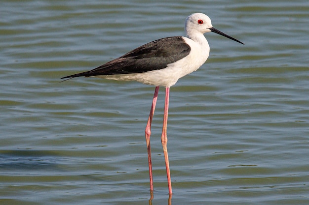 Чернокрылый Himantopus himantopus Recurvirostridae, семейство и род Himantopus, обычная птица в айгуамольсе, эмпорда, жирона, испания