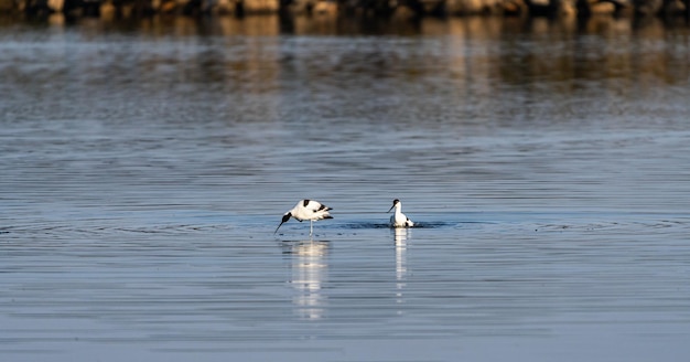 Blackwinged stilt drinking water of a lake in Majorca, Spain