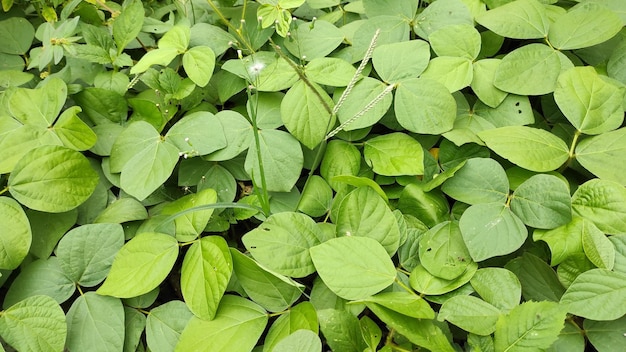 blad bloemen groen natuur comouflage