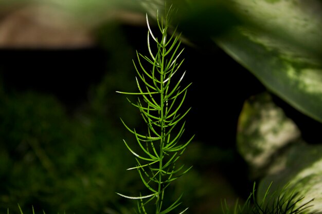 Blad close-up foto