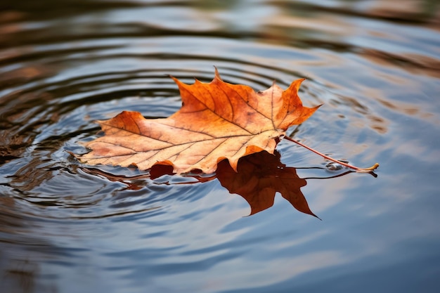 Blad drijvend op water