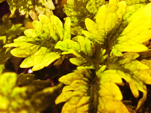 blad en bloem foto voor natuurlijke achtergrond