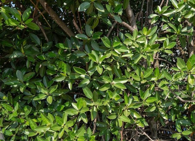 Blad en planten in de natuur geweest