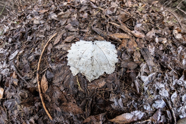 Blad gevallen op de wintervloer