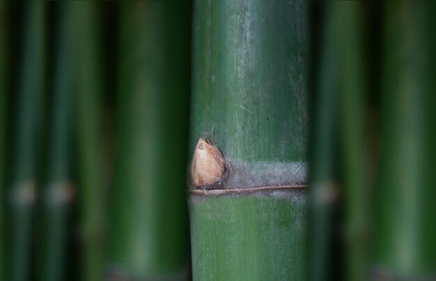 Blad groen plant natuur bladeren boom groei lente tuin macro vers leven geïsoleerd