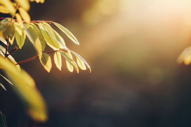 Blad groene achtergrond