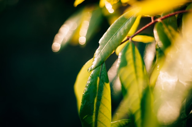 Blad groene achtergrond