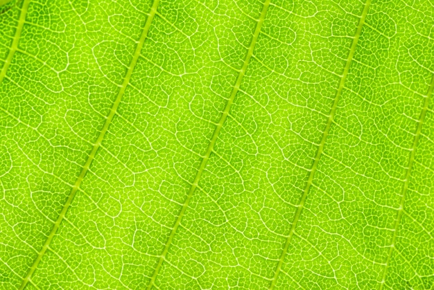 Blad groene plant close-up gebruikt als achtergrond of textuur