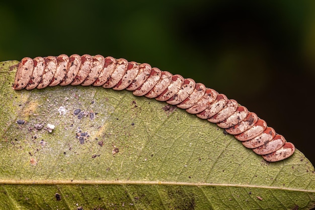 Blad Katydid-eieren