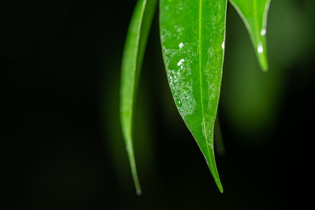 Blad macro achtergrond