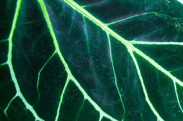 Blad macro groen met aderen en cellen in het bewijs.