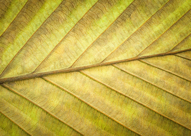 Foto blad textuur achtergrond