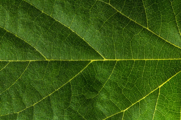 Foto blad textuur close-up bladeren