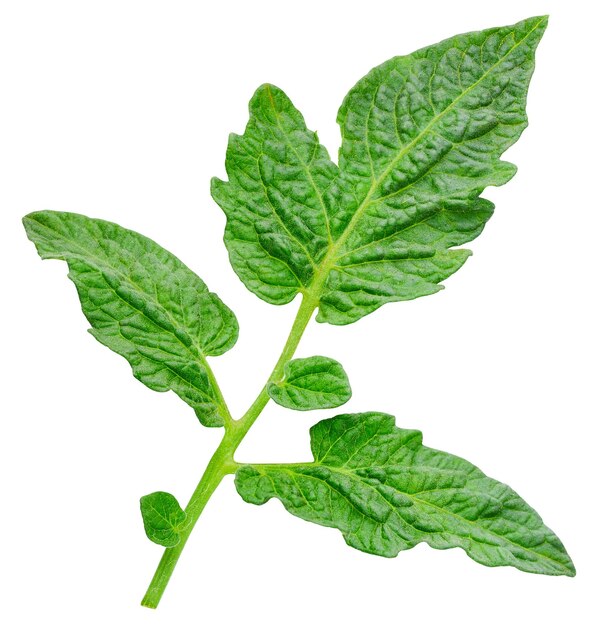 Blad tomaat Blad uitknippad Biologisch tomatenblad macro studio foto Volledige scherptediepte