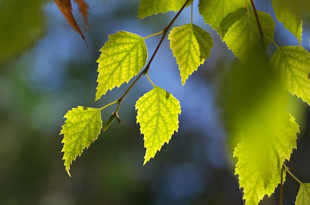 Blad van berk. Natuur samenstelling.