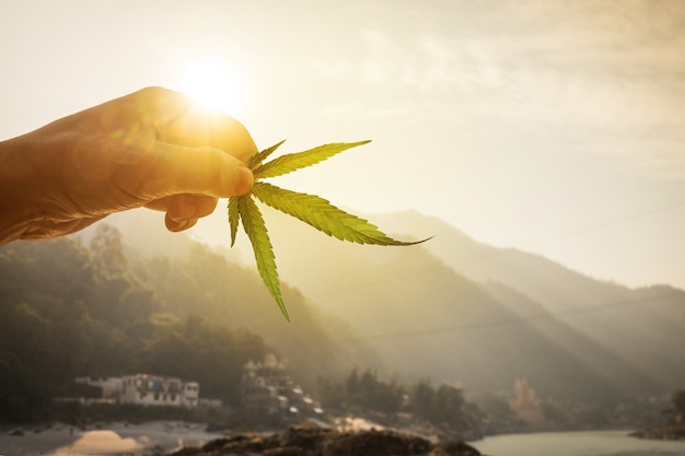 Blad van cannabis in de hand in de ondergaande zon op onscherpe achtergrond prachtig berglandschap. Concept fokken van marihuana, cannabis, legalisatie.