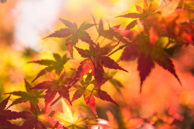 Blad van de de herfst het rode en groene japanse esdoorn in tuin met zonlicht.