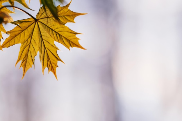 Blad van een esdoorn tegen de blauwe hemel