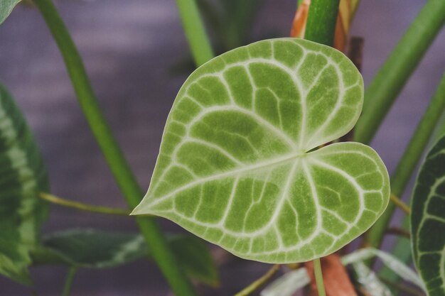 Blad van een kamerplant close-up