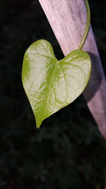 Foto blad van een kruipplant op bamboe op het veld