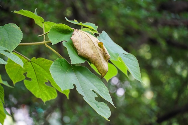 Blad van een plant in het bos