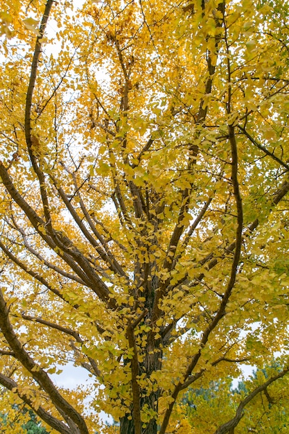 Blad van Ginkgo-boom bij Showa-kinenpark, Tokyo, Japan