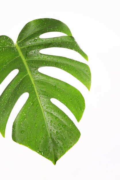 Blad van Monstera-plant