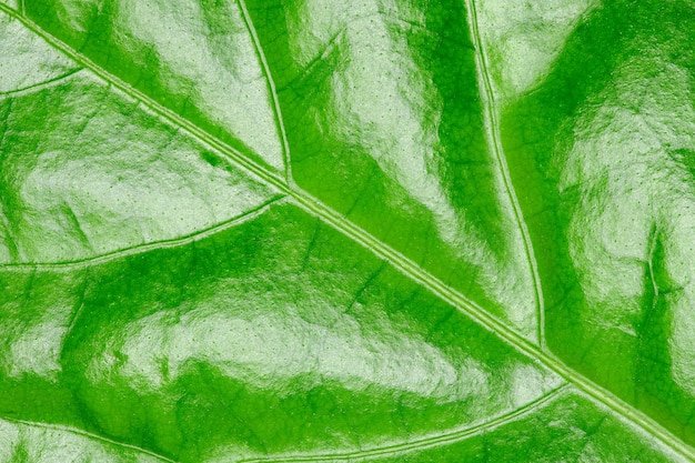 Blad van plant groen met schittering van licht close-up macro weergave achtergrondbehang