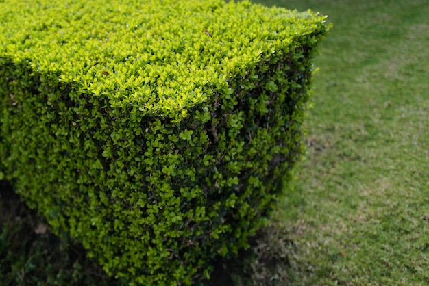 Bladachtergrond Abstracte bladtextuur groen blad gebladerte natuur Plant organische textuur