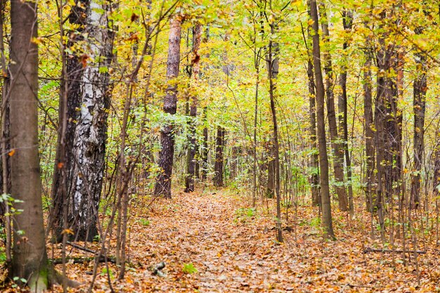 Bladafvalpad in herfstbos