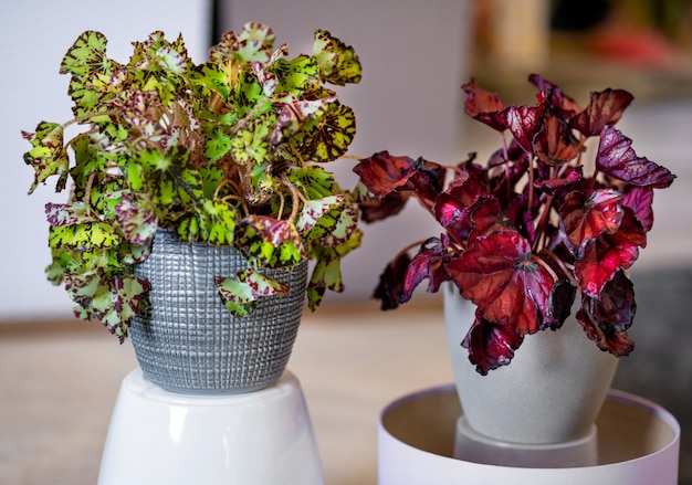 Bladbegonia, Begonia rex in de zilveren pot