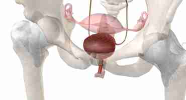 Photo the bladder is a hollow organ in humans that stores urine from the kidneys before it is excreted in the urine