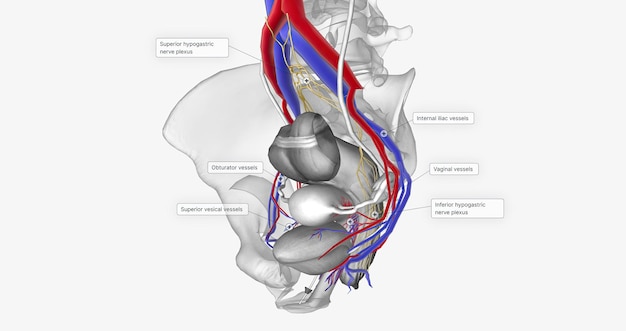 The bladder is supplied with oxygenated blood mainly by the superior and inferior vesical arteries