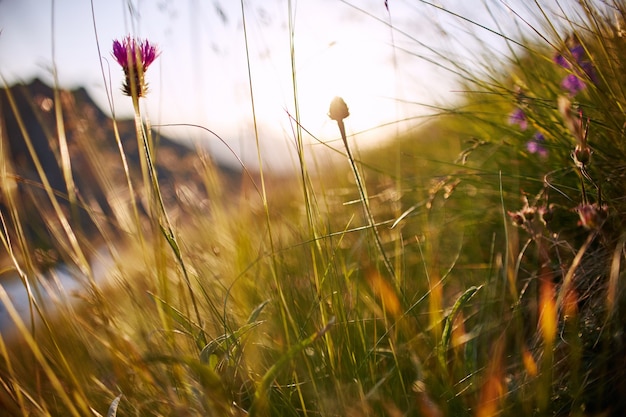 夕焼けマクロ写真のクローズアップで風に揺れる草の葉。野原の太陽に対する小穂、田園風景、夜明けの朝の野花