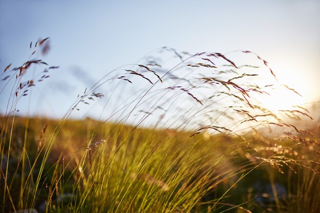 Blade of grass swaying in the wind in the sunset macro photo closeup. Spikelets against the sun 