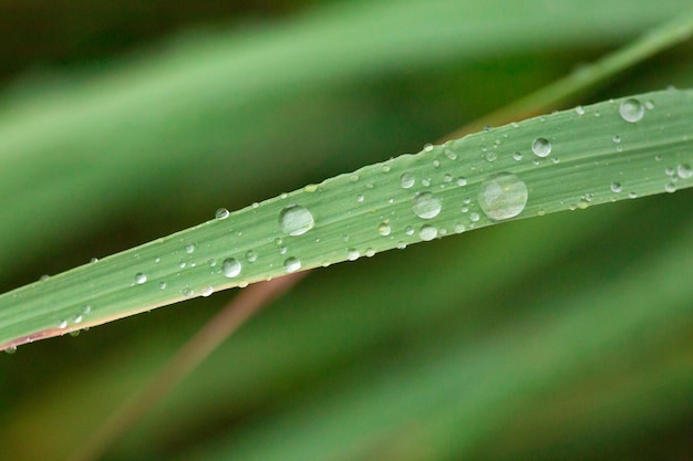 A blade of grass with water droplets on it