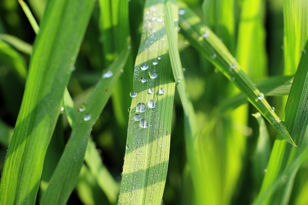 A blade of grass with water droplets on it
