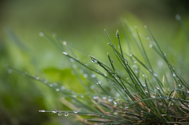 Bladen frisgroen lentegras met glinsterende regendruppels of dauwdruppels op de bladeren