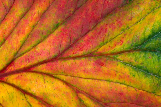 Foto bladen textuur achtergrond natuur groen tropisch blad
