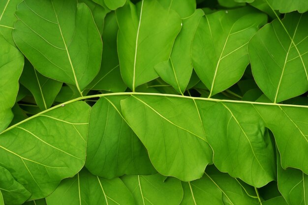 Foto bladen textuur achtergrond natuur groen tropisch blad