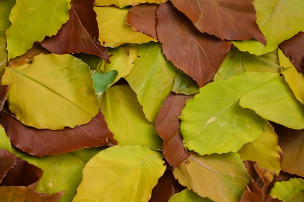 Foto bladen textuur achtergrond natuur groen tropisch blad