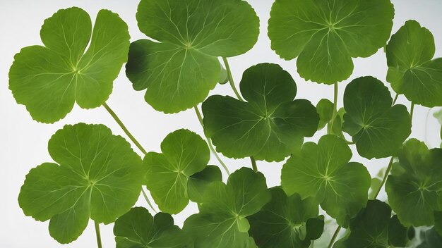 Bladen van Indiase pennywort