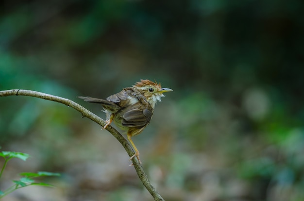 Bladerdeeg throated Babbelkous in tropisch bos