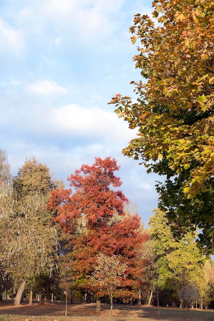 Bladeren aan bomen herfst