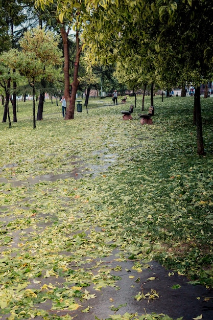 Foto bladeren als bloemenaardachtergrond van vegetatie