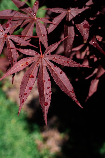 Bladeren als bloemige kruiden natuur achtergrond textuur