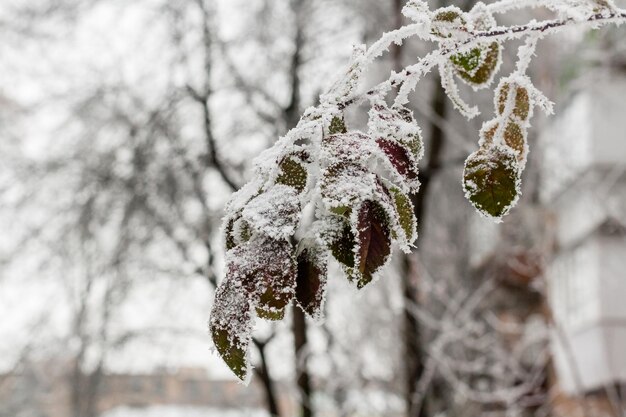 Bladeren bedekt met rijm en sneeuw close-up