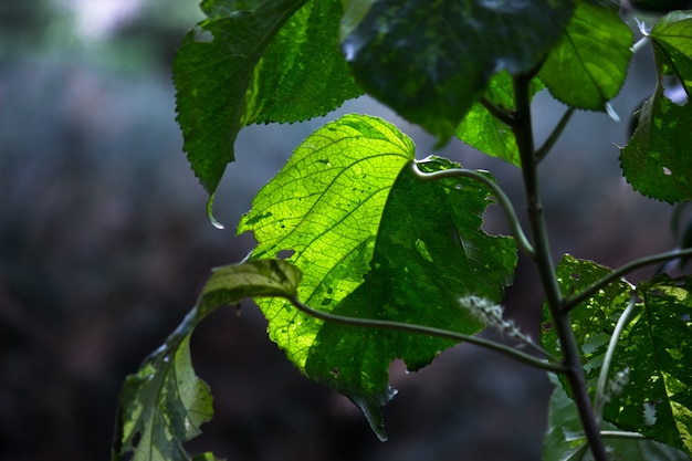 Bladeren die overdag het natuurlijke zonlicht reflecteren op een donkere achtergrond