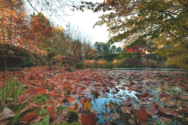 Bladeren drijven bij de vijver in de herfst